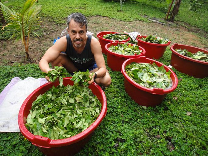 Chris Kilham with leaf cuttings from the Chacruna plant, also known as Psychotria viridis. It is one of the ingredients traditionally used to brew ayahuasca. ZOE HELENE