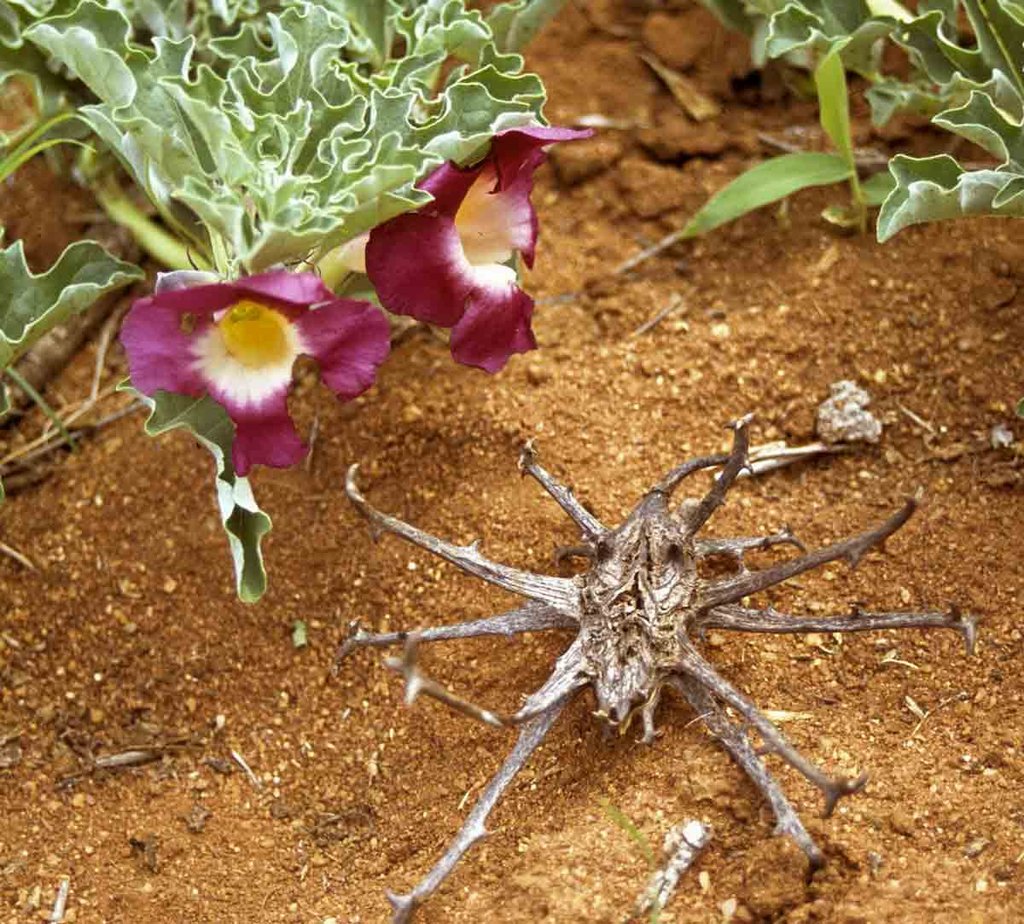Devil's Herb