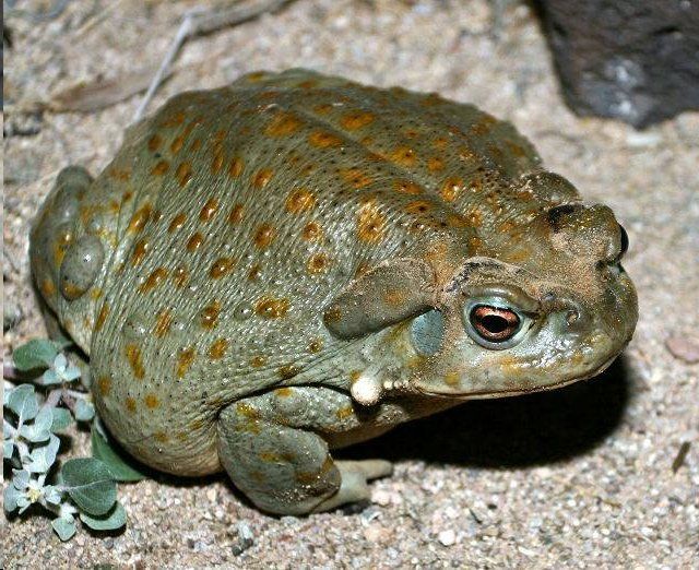 Bufo Alvarius Sonora