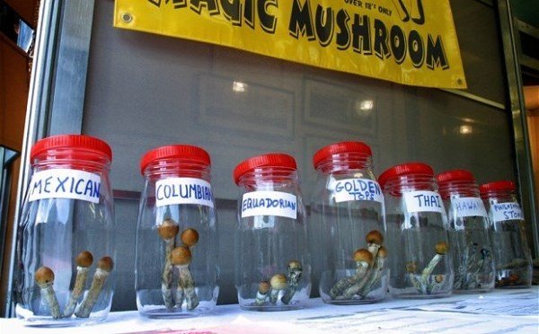 Species of Magic Mushrooms