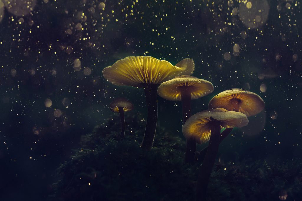 Spirit Molecule – Psilocybin Mushroom Spirit Molecule - Psilocybin Mushroom