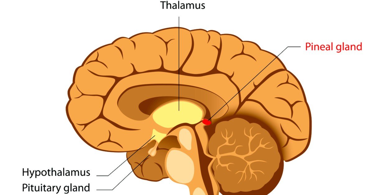 The Meaning Of The Pineal Gland - Spirit Molecule