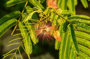 Mimosa Hostilis Tree
